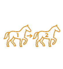 Exacta Bet Horse Racing